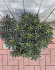 Euphorbia martinii Black Bird ユーフォルビア ブラックバード