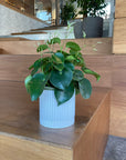 Coin Leaf Peperomia コインリーフぺペロミア