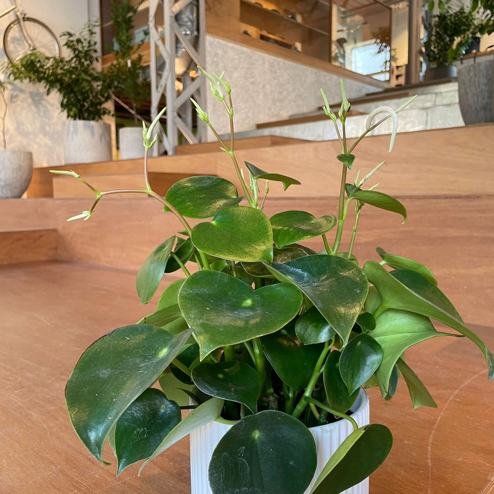 Coin Leaf Peperomia コインリーフぺペロミア