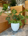 Pedra planter ペドラ プランター