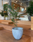 Pedra planter ペドラ プランター