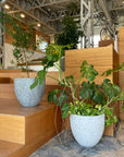 Pedra planter ペドラ プランター