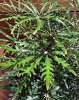 Schefflera elegantissima アラレヤ