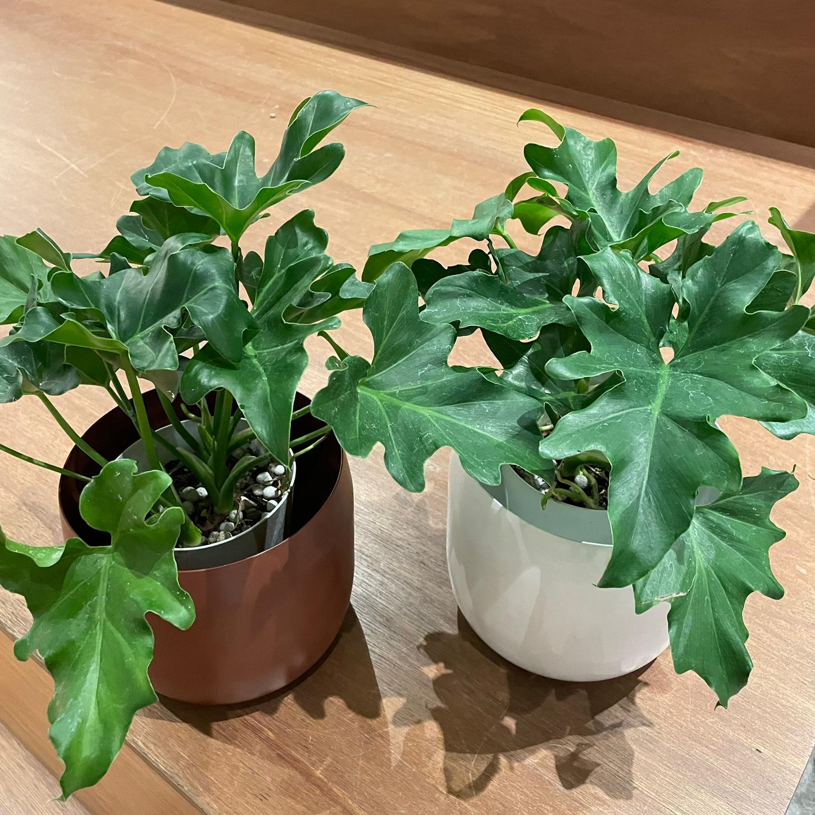 Philodendron selloum  フィロデンドロン　セローム