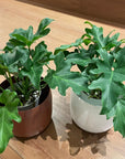 Philodendron selloum  フィロデンドロン　セローム