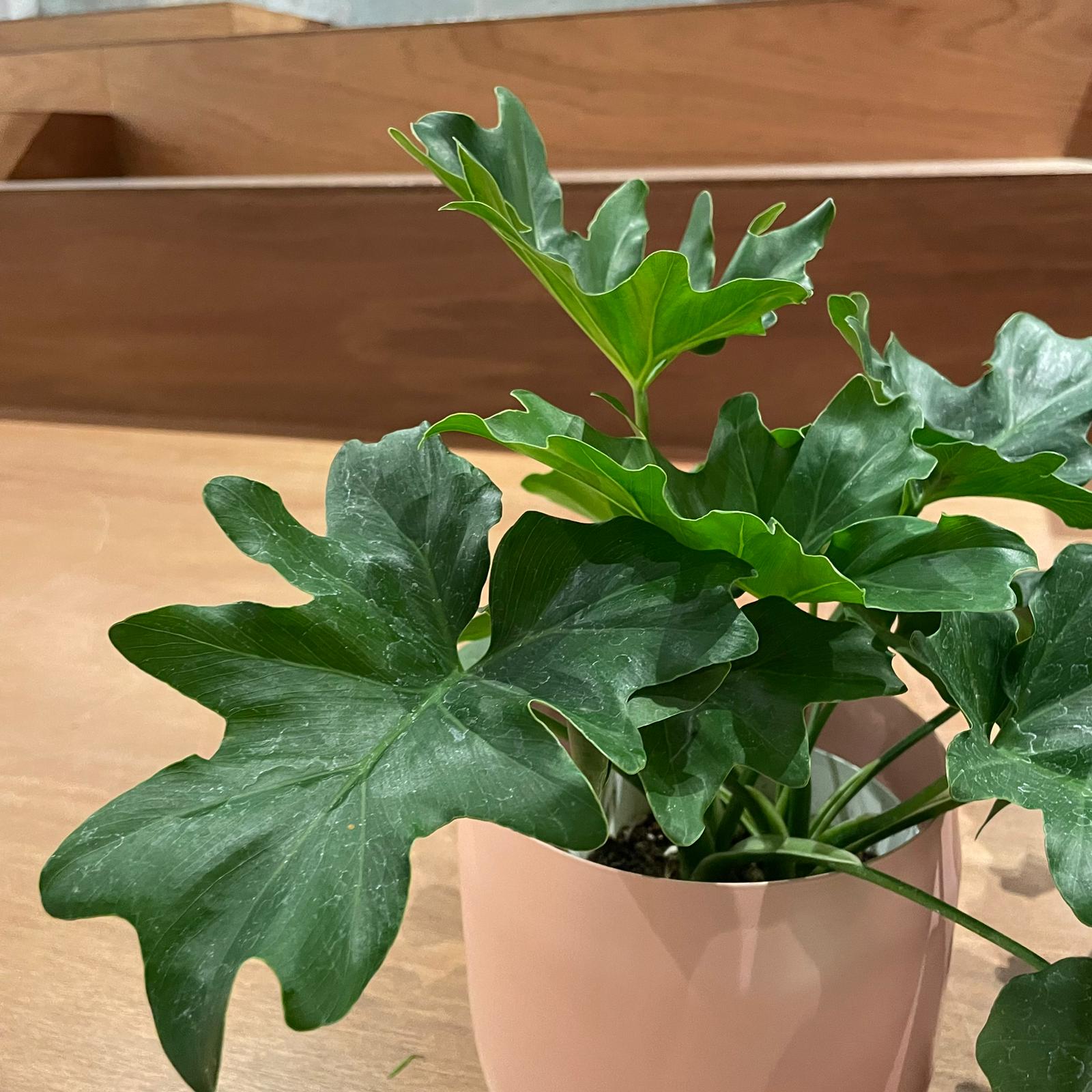 Philodendron selloum  フィロデンドロン　セローム