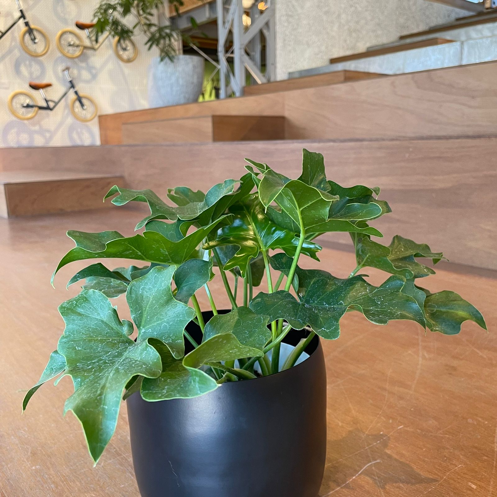 Philodendron selloum  フィロデンドロン　セローム