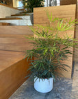 Schefflera elegantissima アラレヤ