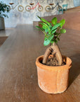 Ficus microcarpa ガジュマル