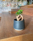 Ficus microcarpa ガジュマル