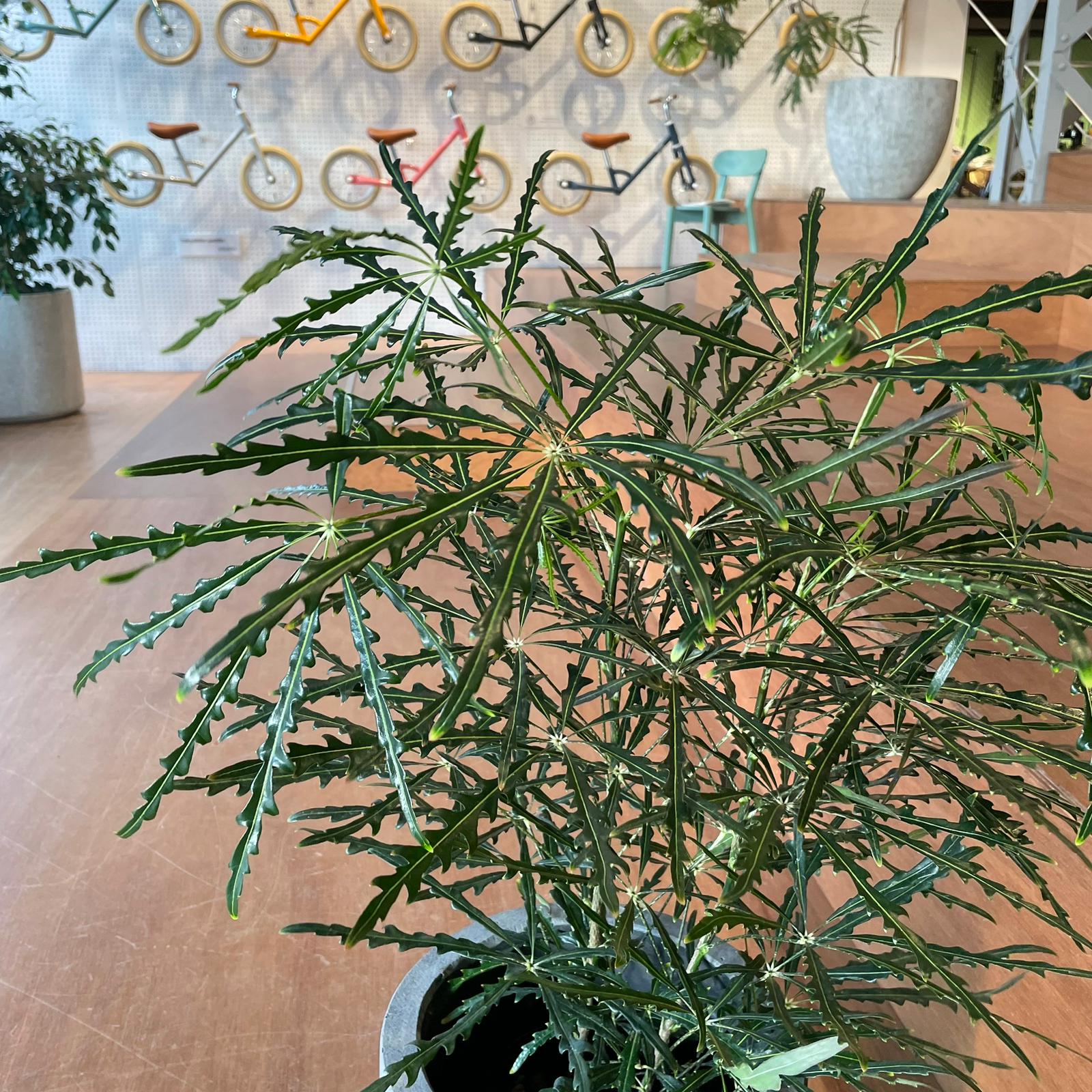 Schefflera elegantissima アラレヤ