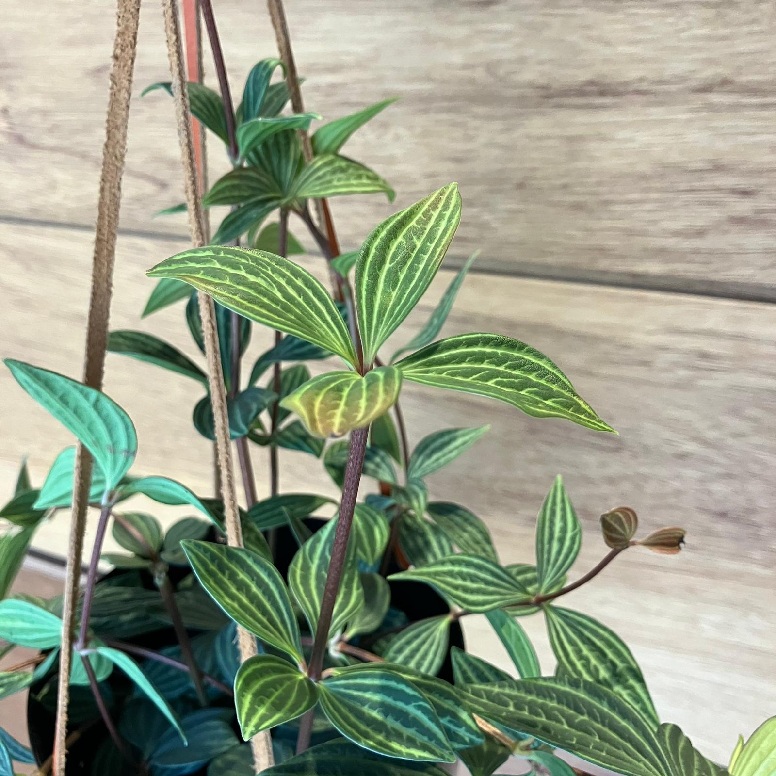 Peperomia pteolata  ペペロミア プテオラータ