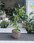 Ficus Audrey (Ficus benghalensis) フィカス  ベンガレンシス