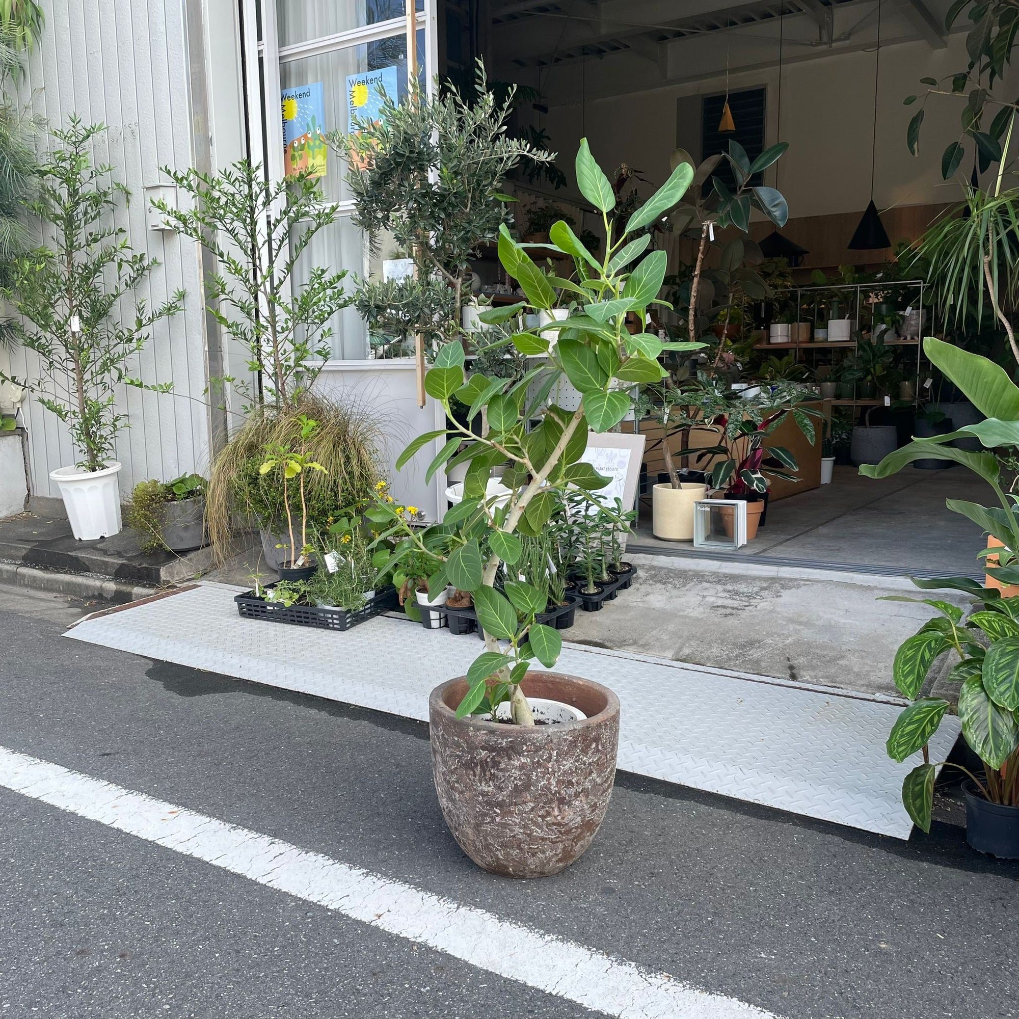 Ficus Audrey (Ficus benghalensis) フィカス  ベンガレンシス