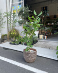 Ficus Audrey (Ficus benghalensis) フィカス  ベンガレンシス