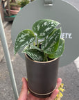 Satin Pothos スキンダプタス アルギラウス