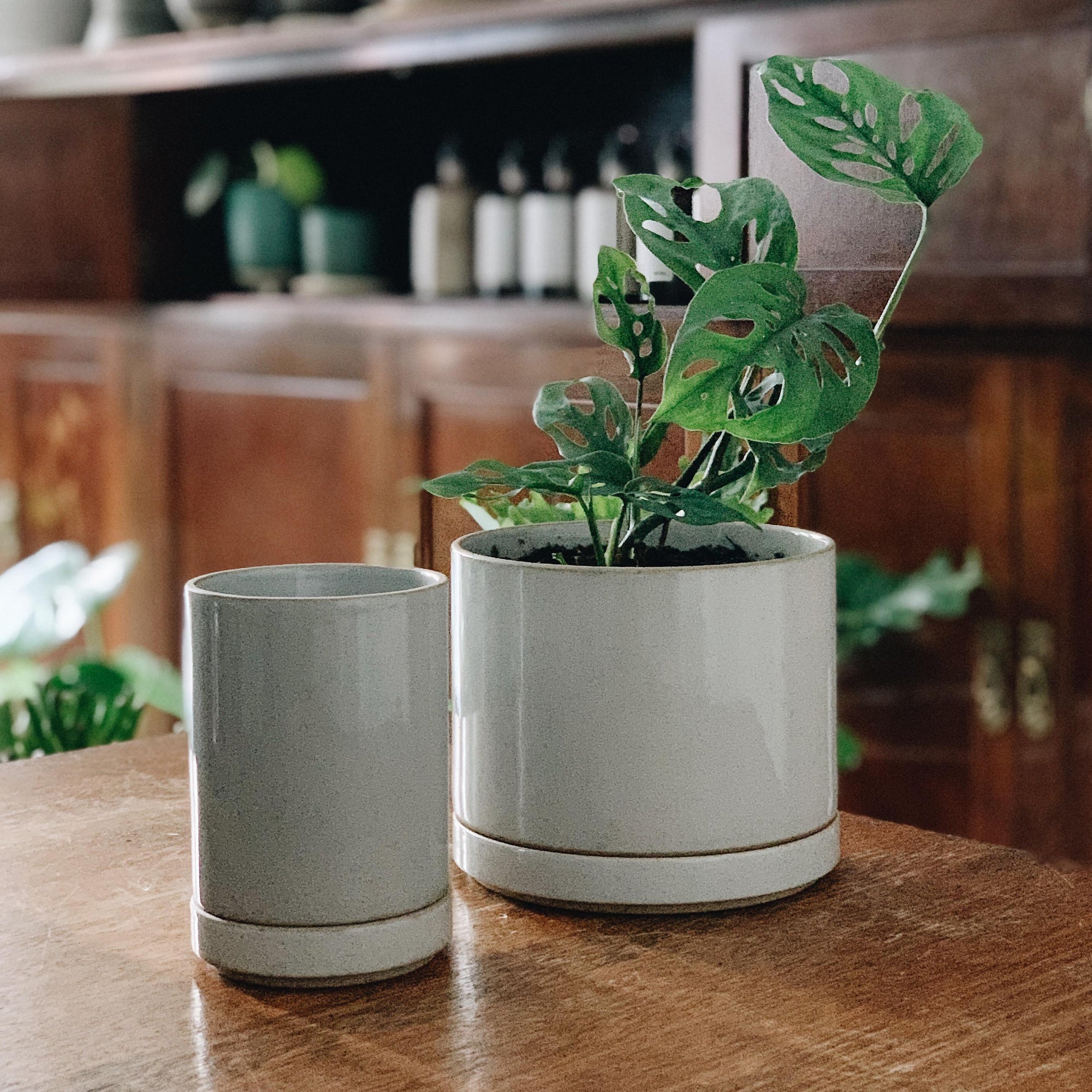 hasami planter white graze at The Plant Society Paddington