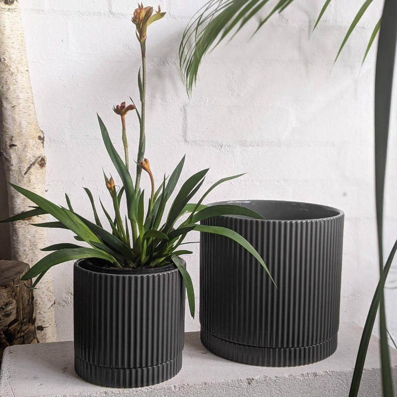 Eyre Planter by The Plant Society エアープランター