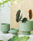 Collectors Gro Pot Olive Green by Angus & Celeste コレクターズグロウ オリーブグリーン