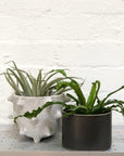 Hasami planter black and buzzby spike planter