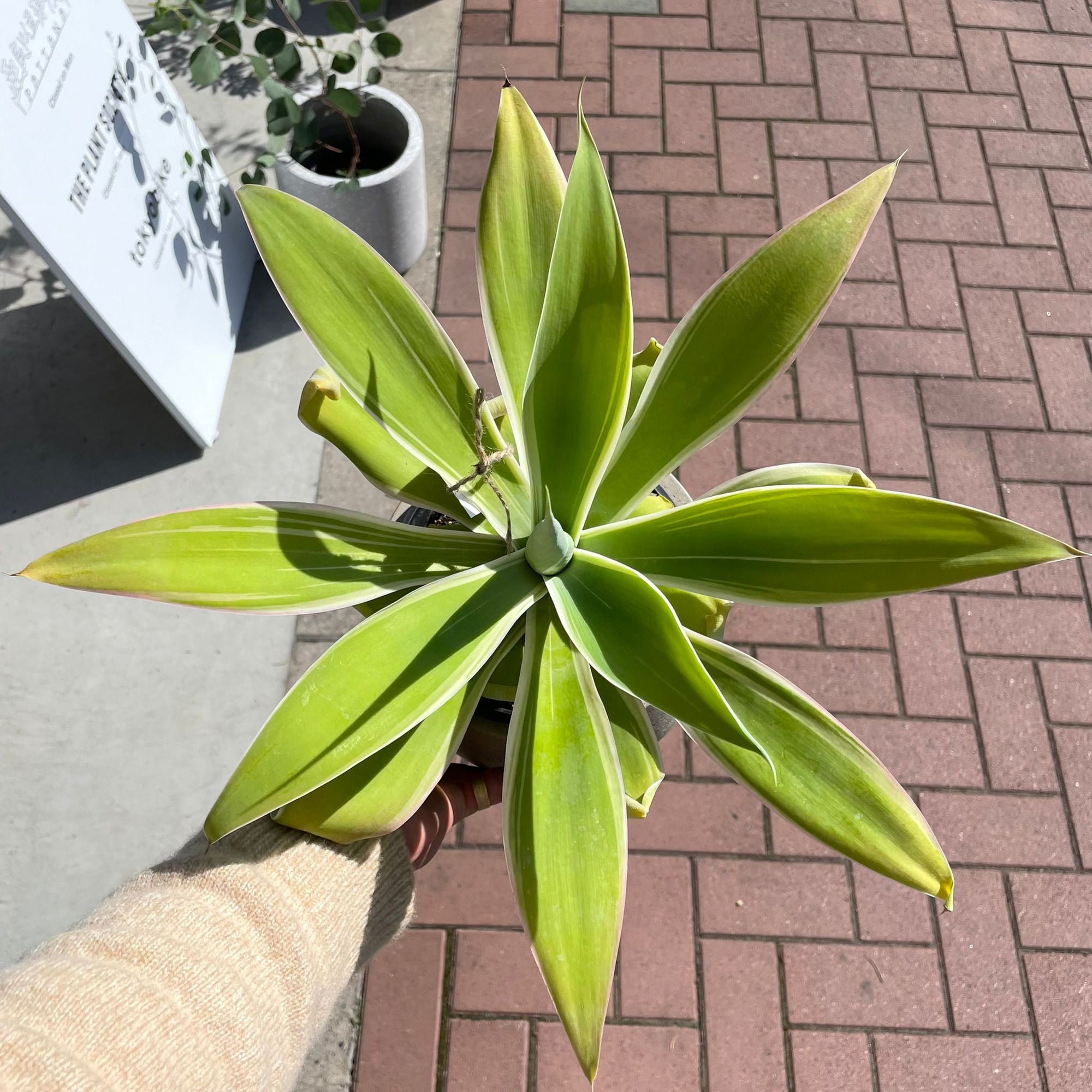 Agave attenuata アガベ アテナータ