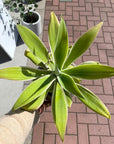 Agave attenuata アガベ アテナータ