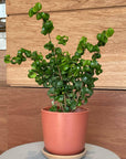 Ficus benjamina barok フィカス ベンジャミン バロック