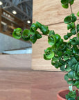 Ficus benjamina barok フィカス ベンジャミン バロック