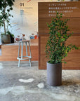 Ficus benjamina barok フィカス ベンジャミン バロック