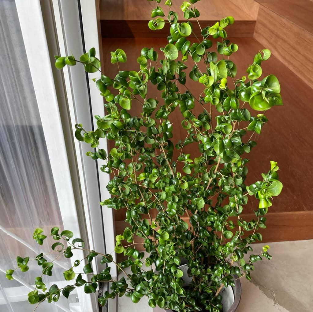 Ficus benjamina barok フィカス ベンジャミン バロック