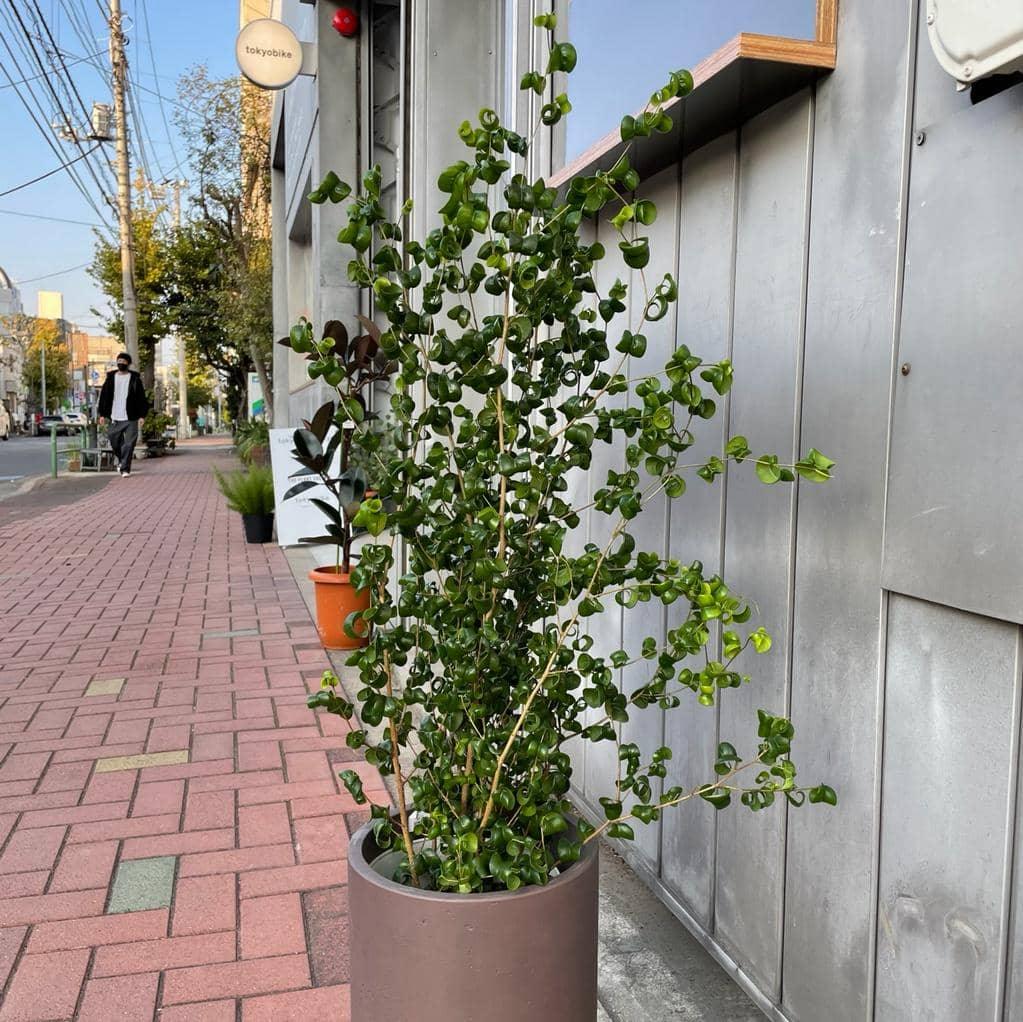 Ficus benjamina barok フィカス ベンジャミン バロック