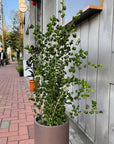 Ficus benjamina barok フィカス ベンジャミン バロック