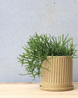 Wheat Fluted Planter by Arcadia Scott ウィート フルーテッド プランター