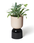 Two Tone Goblet Planter by Lightly ツートーン ゴブレットプランター