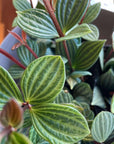 Peperomia pteolata  ペペロミア プテオラータ