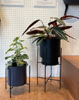 Coogee Plant Stand アイアンプランタースタンド