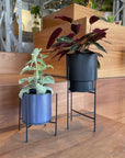 Coogee Plant Stand アイアンプランタースタンド