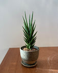 Snake Plant (Sansevieria francisii) サンスベリア フランシシー