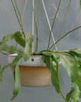 Desert Brass Hanging Planter by Leaf & Thread