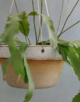 Desert Brass Hanging Planter by Leaf & Thread