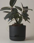 Self Watering Planter 250mm by Mr Kitly - THE PLANT SOCIETY ONLINE OUTPOST