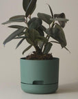 Self Watering Planter 250mm by Mr Kitly - THE PLANT SOCIETY ONLINE OUTPOST