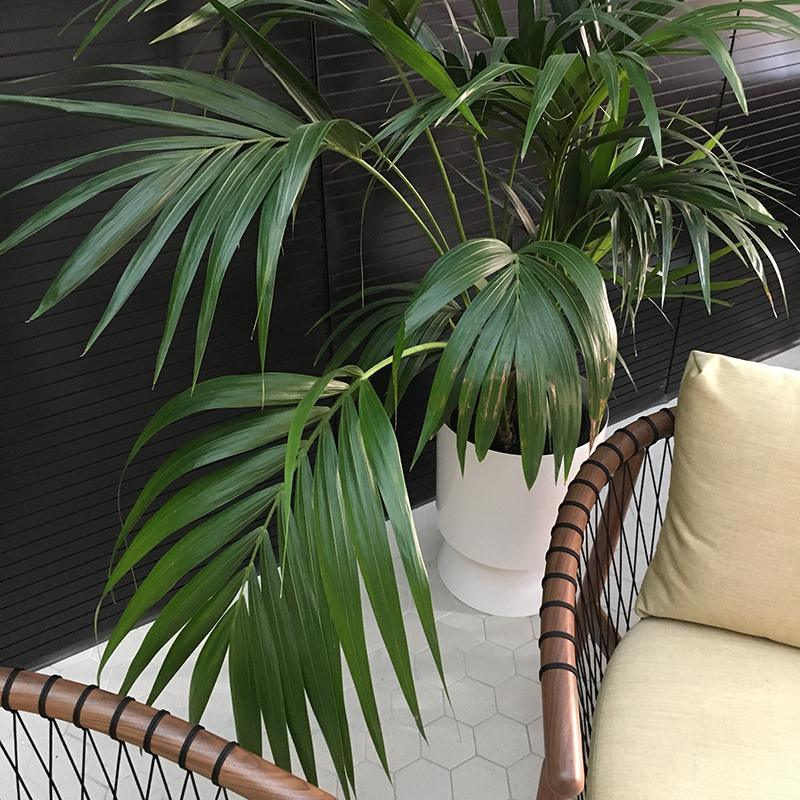 Large Palm Springs Planter with Kentia Palm by Lightly Design