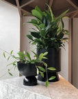 Large Palm Springs Planter with Large Black Goblet by Lightly Design