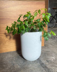 Speckle Planter スペックルプランター