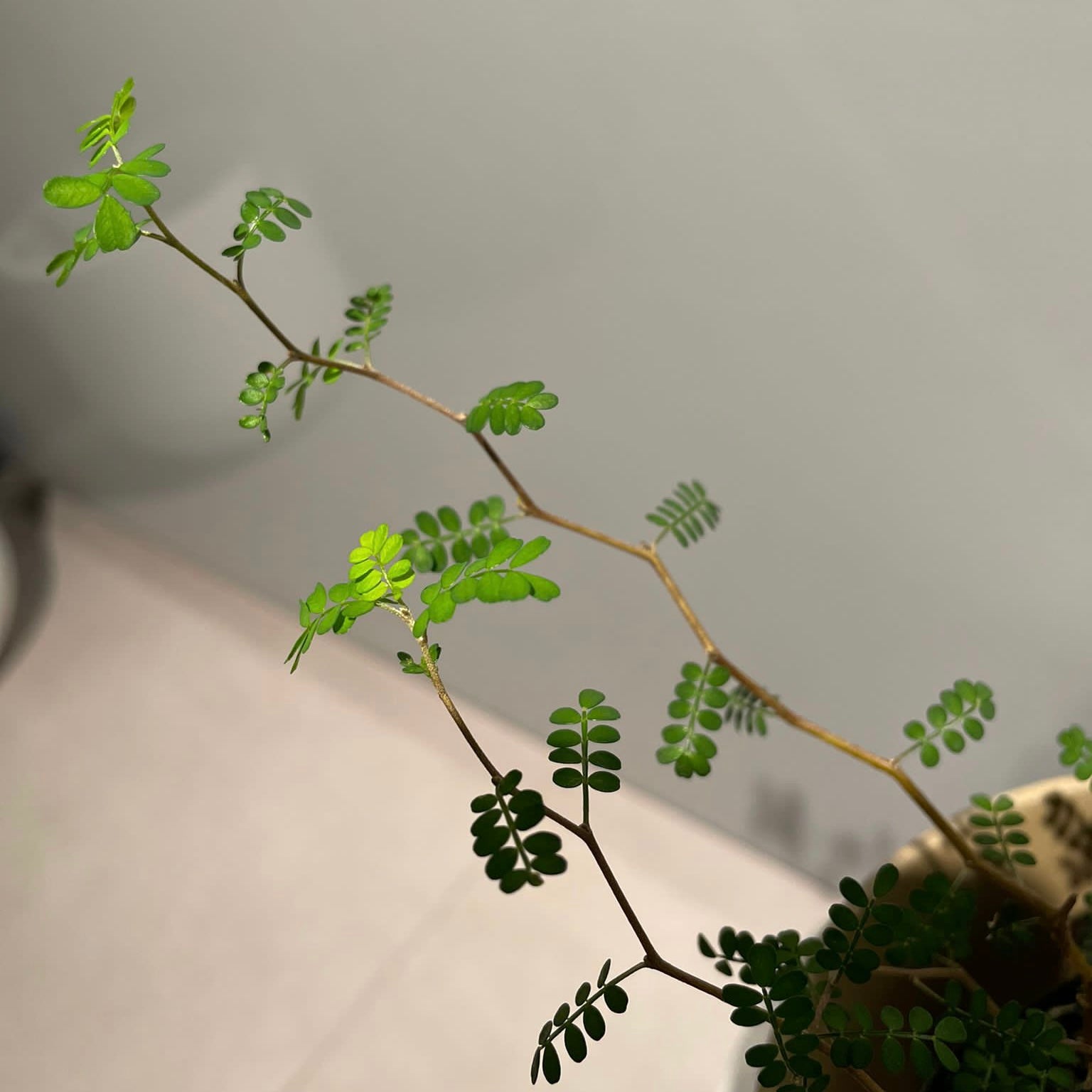 Sophora prostrata ‘Little Baby’　ソフォラ　リトルベイビー