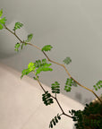 Sophora prostrata ‘Little Baby’　ソフォラ　リトルベイビー