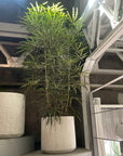 Schefflera elegantissima アラレヤ