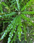 Schefflera elegantissima アラレヤ