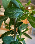 Ficus Audrey (Ficus benghalensis) フィカス  ベンガレンシス